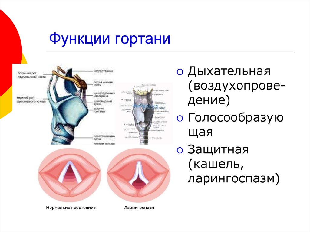 Особенности строения полости гортани. Гортань анатомия функции. Функции гортани в дыхательной системе. Гортань строение и функции. Дыхательная система человека гортань анатомия.