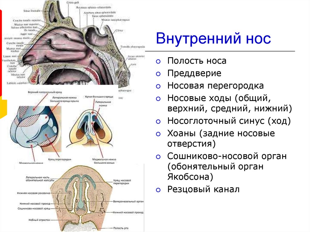 Название полостей человека. Строение носовой полости человека анатомия. Нос строение анатомия внутри. Носовая полость строение хоаны. Внутренняя структура носа.