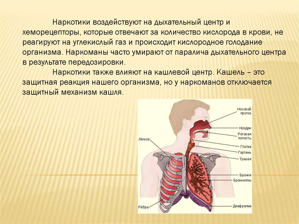 Адреналин и дыхательный центр