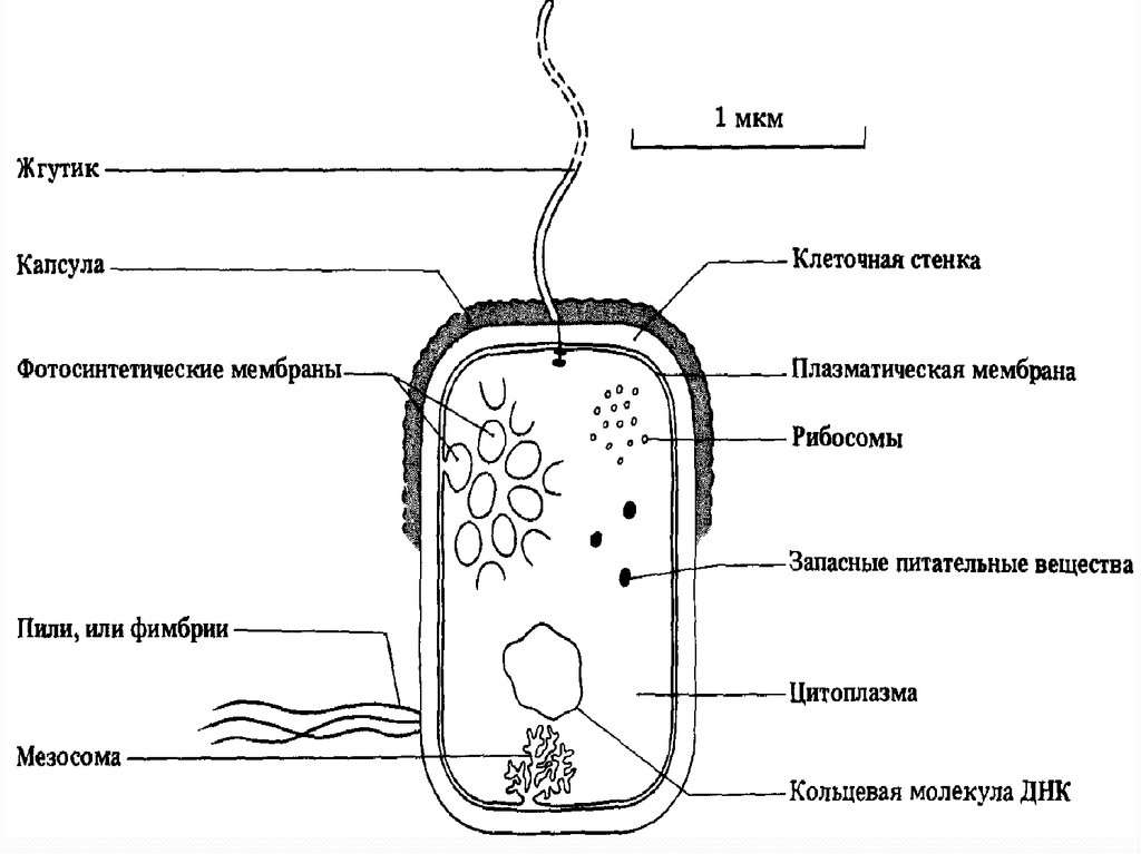 Клетки не имеющие жгутиков. Строение жгутиков клетки. Жгутики Прокариотическая клетка. Бактерии строение клетки жгутики. Прокариотическая клетка схема.