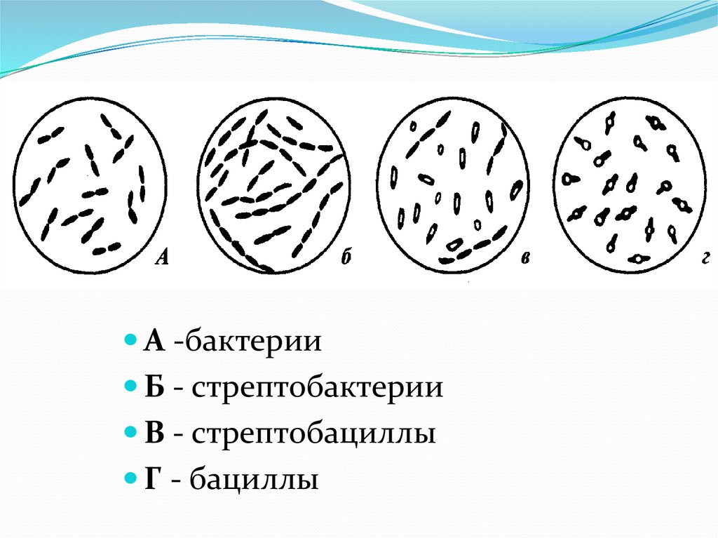 Палочковидные бактерии