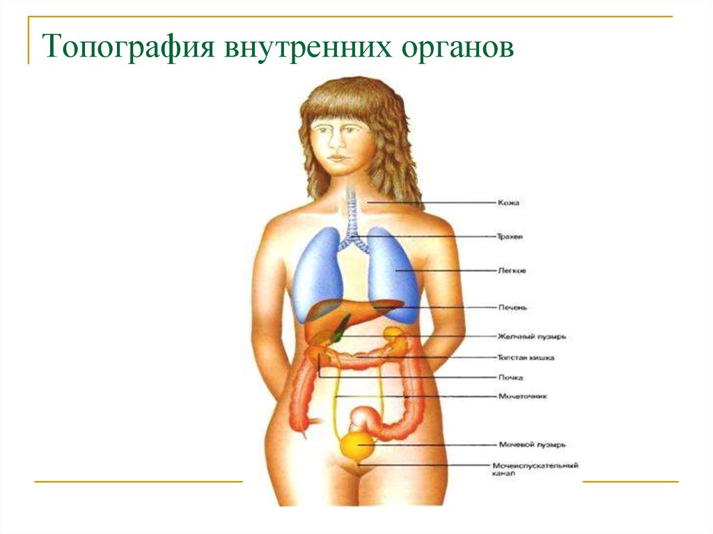 Органы женского рода. Внутренние органы. Строение органов человека. Внутренние органы человека схема. Органы женщины.