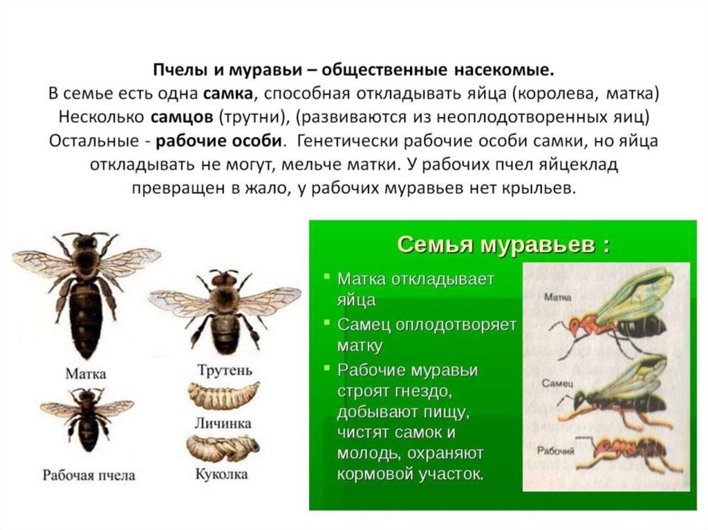 Пчелы и муравьи – общественные насекомые. В семье есть одна самка, способная откладывать яйца (королева, матка) Несколько