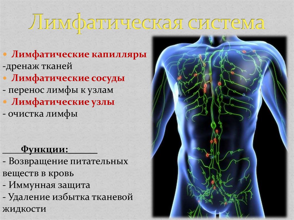 Лимфатическая система функции. Лимфатические капилляры лимфатические сосуды лимфатические узлы. Лимфатические капилляры сосуды узлы. Движение крови и лимфы. Лимфатическая система крови.