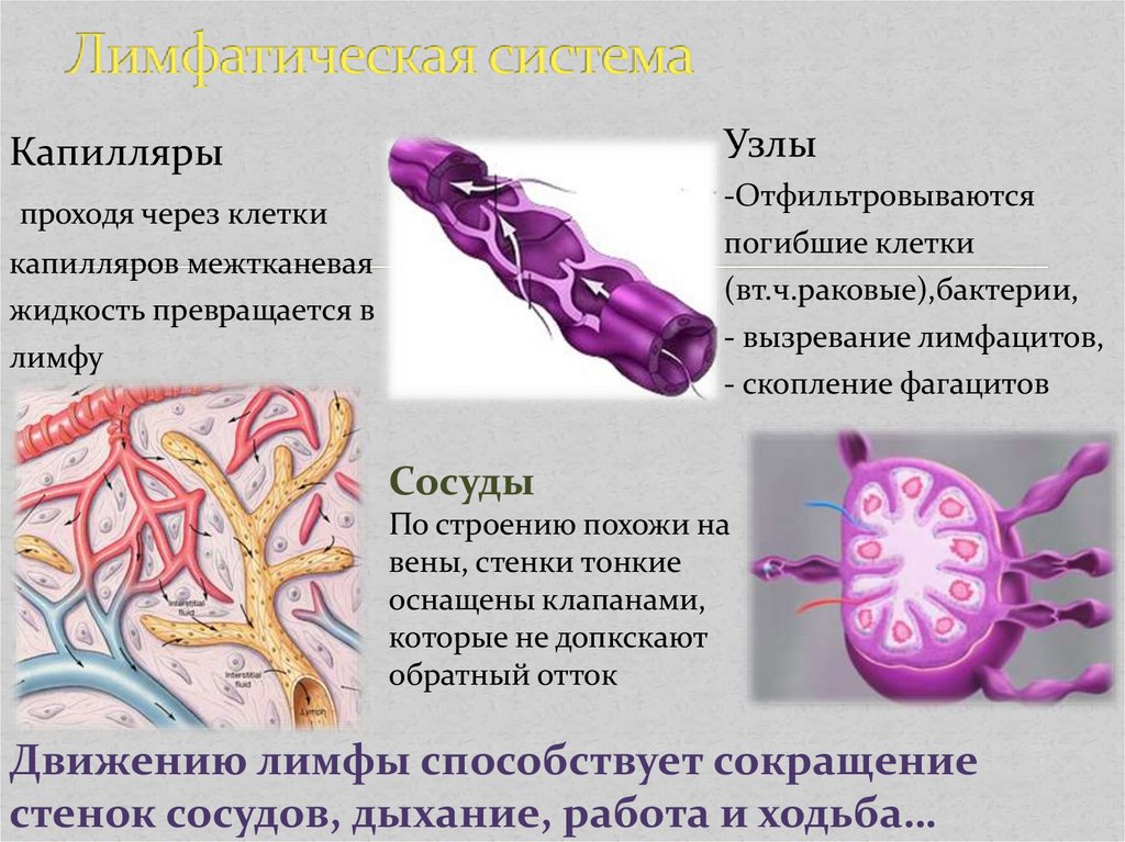 Лимфатические сосуды клетки