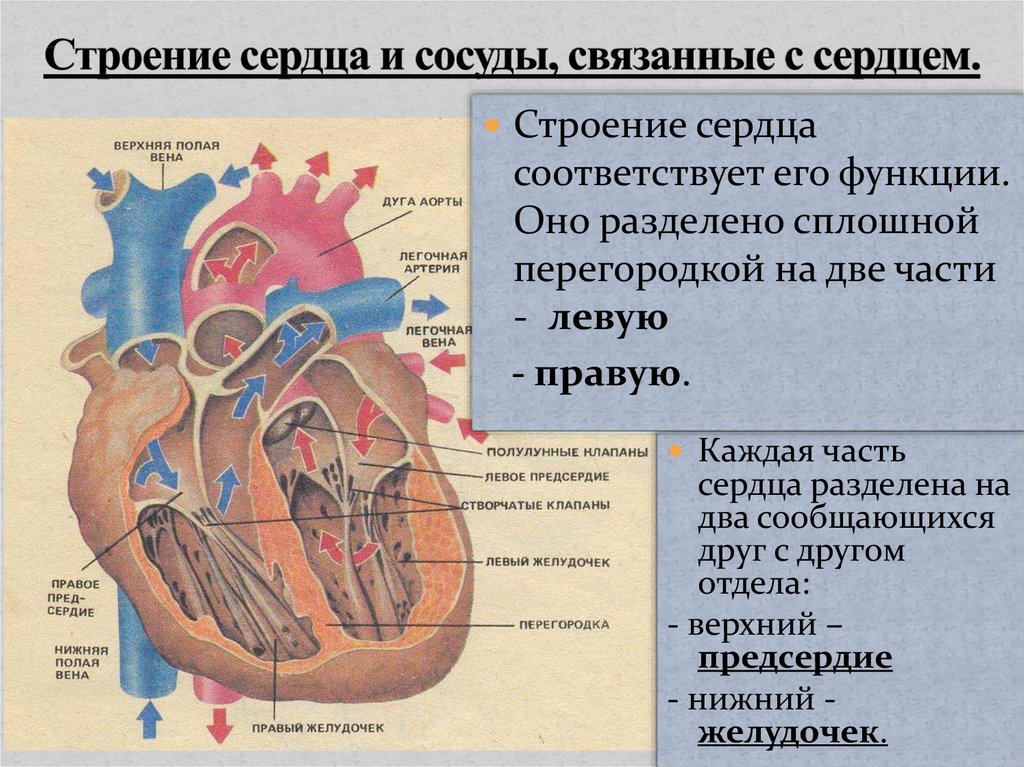 Строение и работа сердца круги кровообращения