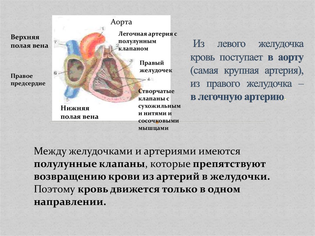 В правый желудочек сердца человека поступает. Кровь в легочную артерию поступает из левого желудочка. Поступление крови в аорту. Из желудочка кровь поступает в аорту. Кровь из левого желудочка поступает:.