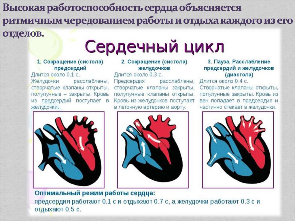 Пассивное наполнение сердца кровью фаза сердечного. Цикл сердечной деятельности схема. Систола и диастола сердца анатомия. Работа сердца систола и диастола схема. Фазы цикла сердечных сокращений.