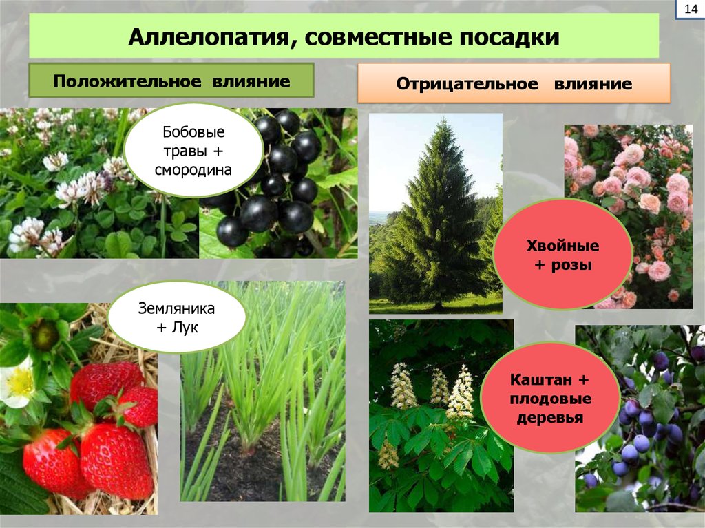 Какая взаимосвязь между растениями и растениями. Аллелопатия. Аллелопатические взаимодействия растений. Аллелопатия примеры. Аллелопатия растений.