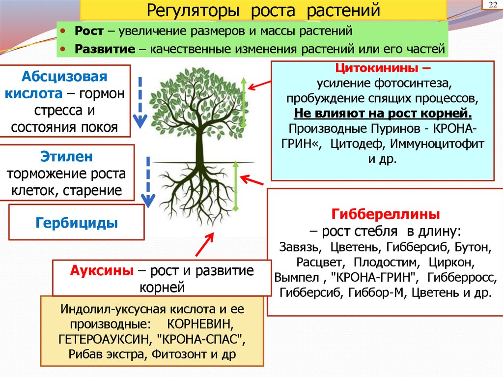 Фитогормоны действие. Гормоны растений фитогормоны. Регуляторы роста растений. Регуляторы роста растений классификация. Влияние гормонов на растения.