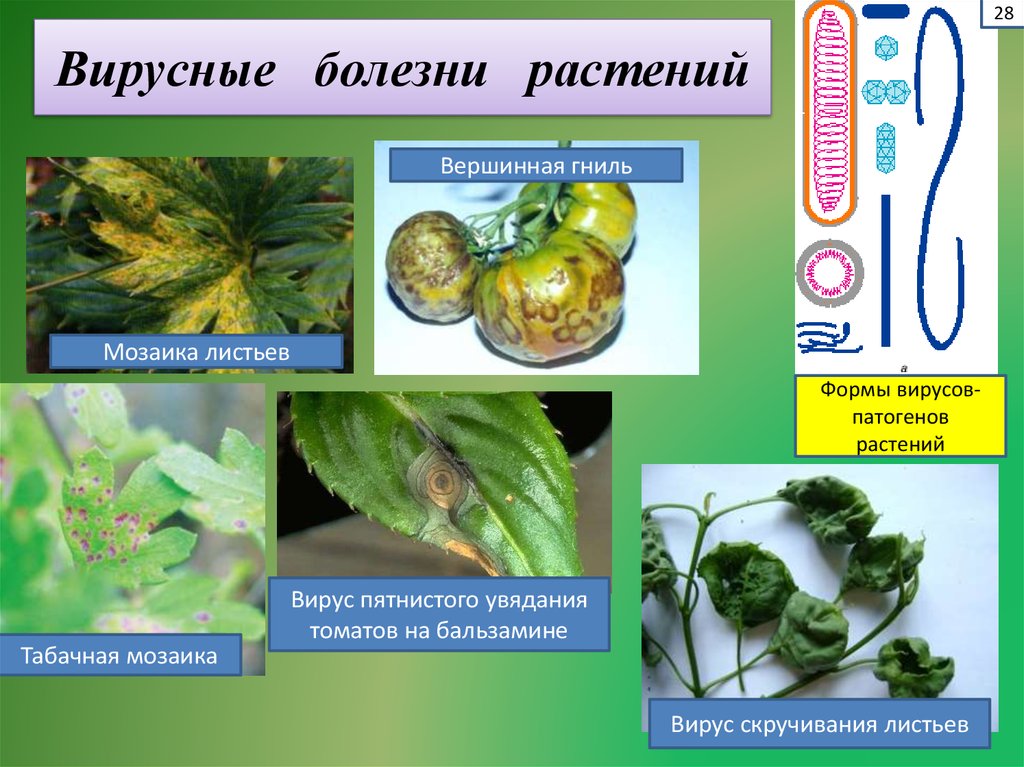 Определение болезней растений. Вирусы возбудители болезней растений. Вирусные болезни растений. Вирусы вызывающие заболевания растений. Заболевания вызываемые вирусами у растений.