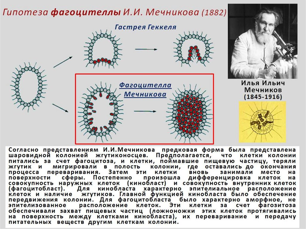 Появление многоклеточности привело. Гипотеза фагоцителлы Мечникова. Теория многоклеточности Мечникова.