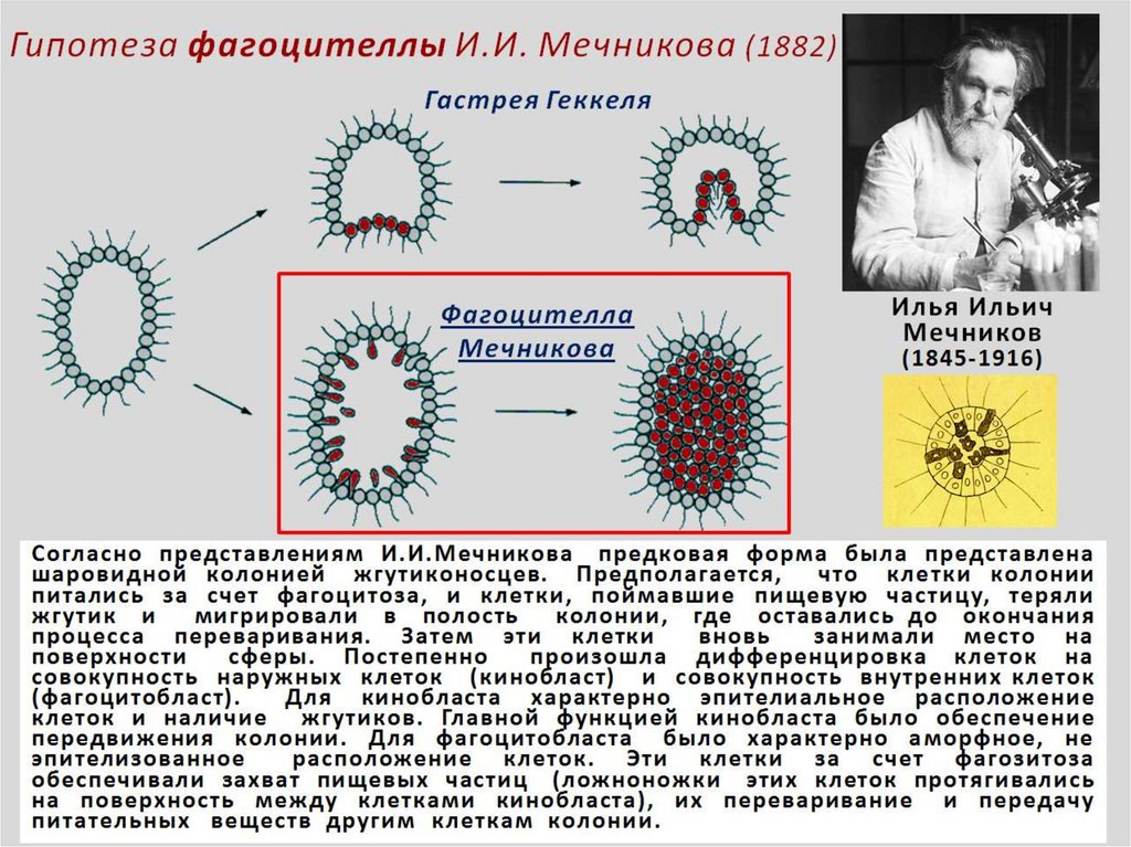 Чем гипотеза отличается от теории