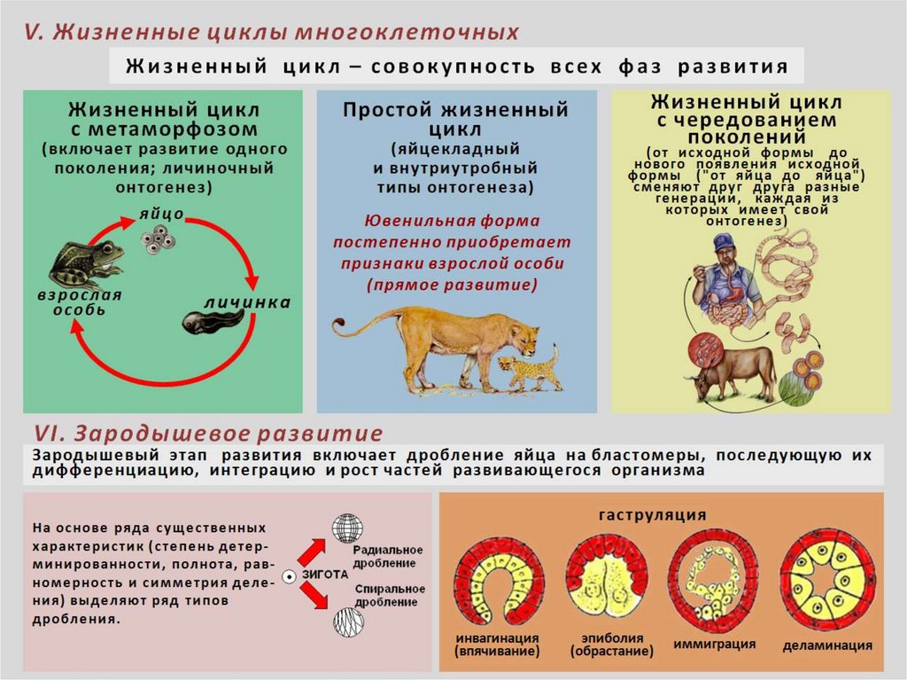 Жизненные циклы организмов рисунок