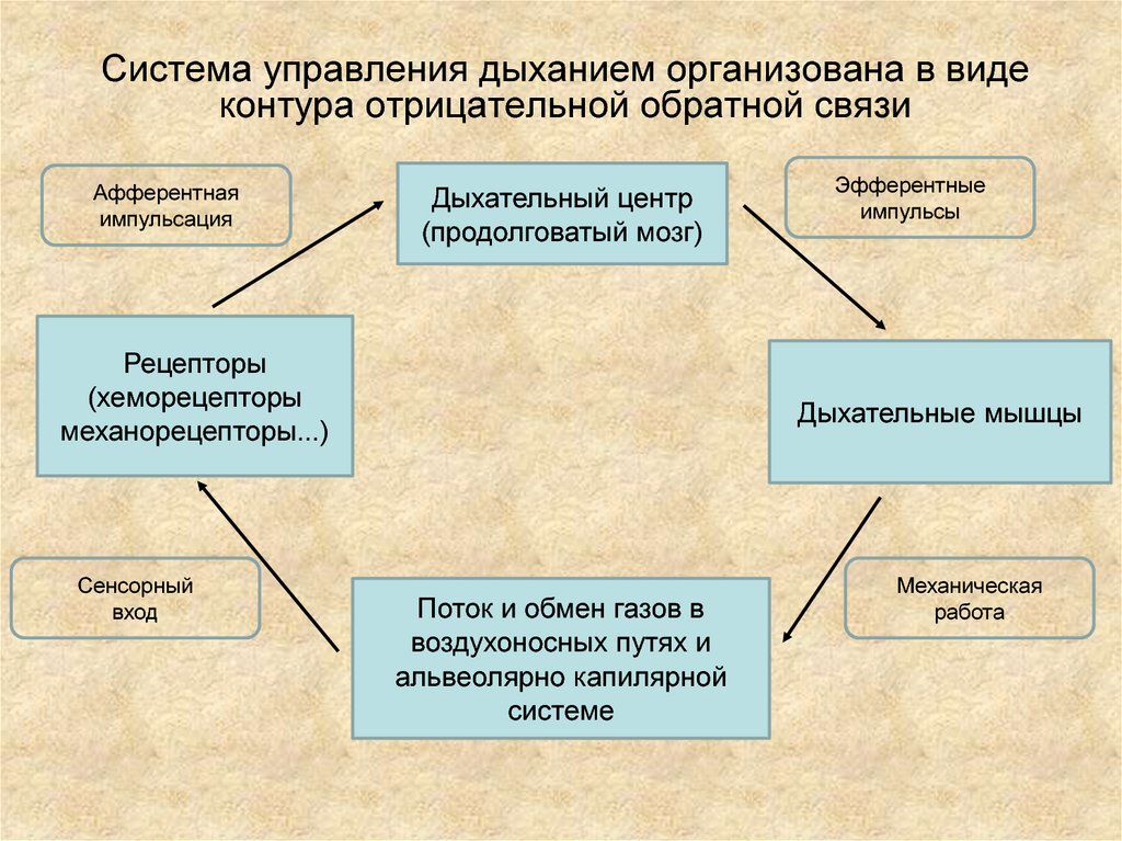 Главным стимулом управляющим дыханием служит