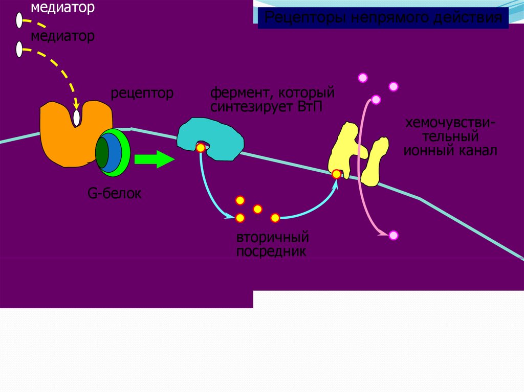 Рецепторы медиаторов. Рецепторы ферменты. Медиаторы и рецепторы. Нейромедиатор это белок. Нейромедиатор АТФ рецепторы.