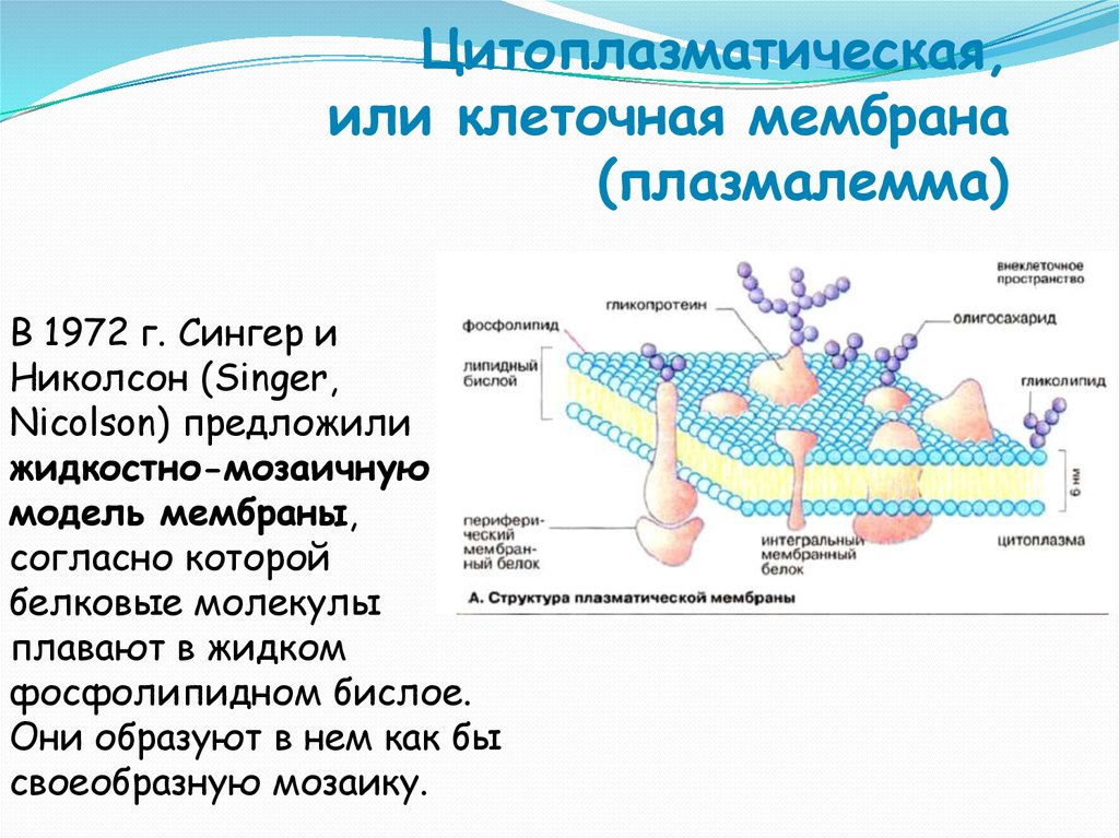 Объект клеточная мембрана процесс. Структура клетки цитоплазматическая мембрана. Плазматическая мембрана и клеточная стенка. Клеточная структура цитоплазматическая мембрана. Цитоплазматические мембраны и оболочка клетки.