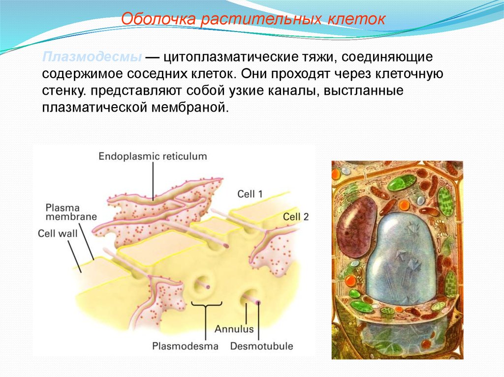 Оболочка в растительной клетке ответ. Оболочка растительной клетки. Строение плазмодесмы растительной клетки. Цитоплазматические тяжи. Цитоплазматическая клеточная стенка растительной клетки.