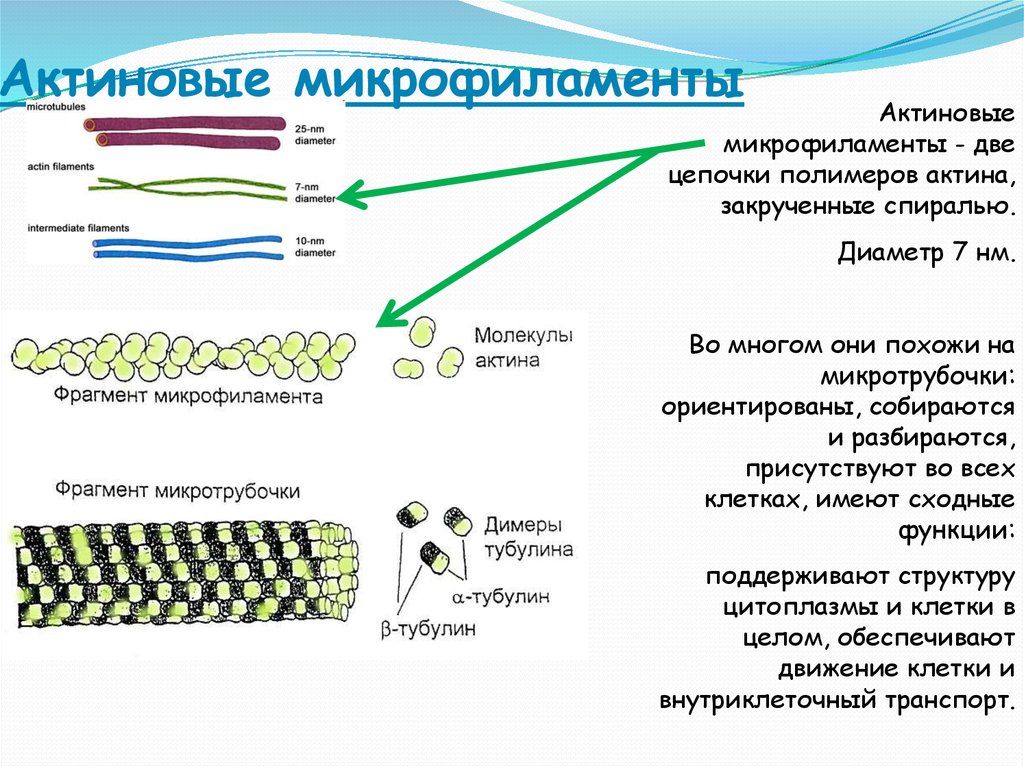 Двигательная функция клетки. Микротрубочки микрофиламенты промежуточные филаменты таблица. Актиновые нити строение. Микротрубочки микрофиламенты микрофибриллы. Микротрубочки микрофиламенты промежуточные филаменты.