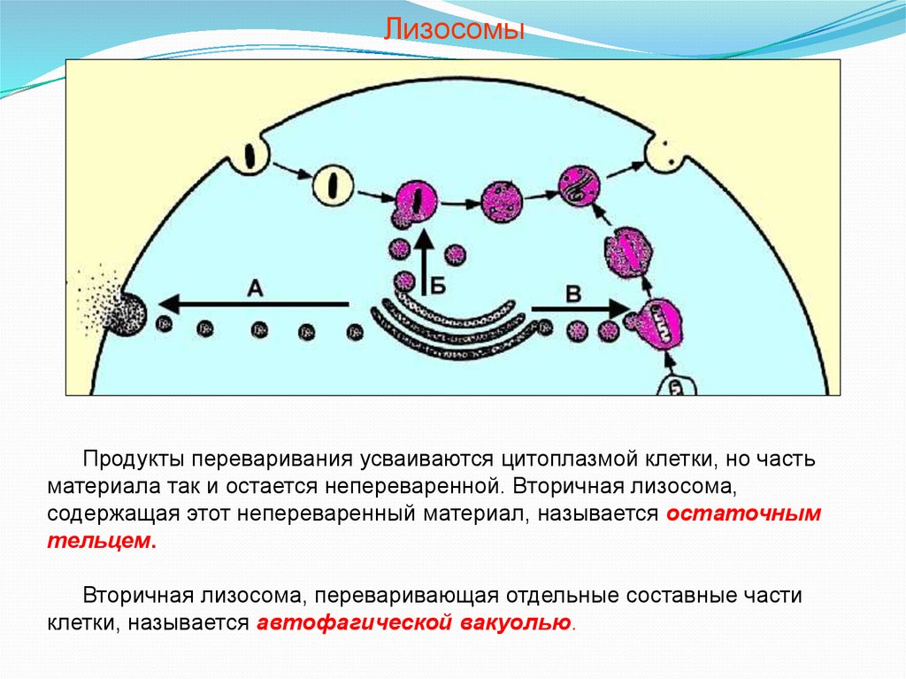 Лизосомы отсутствуют в клетках. Лизосомы строение. Образование вторичных лизосом. Вторичная лизосома. Первичная лизосома.