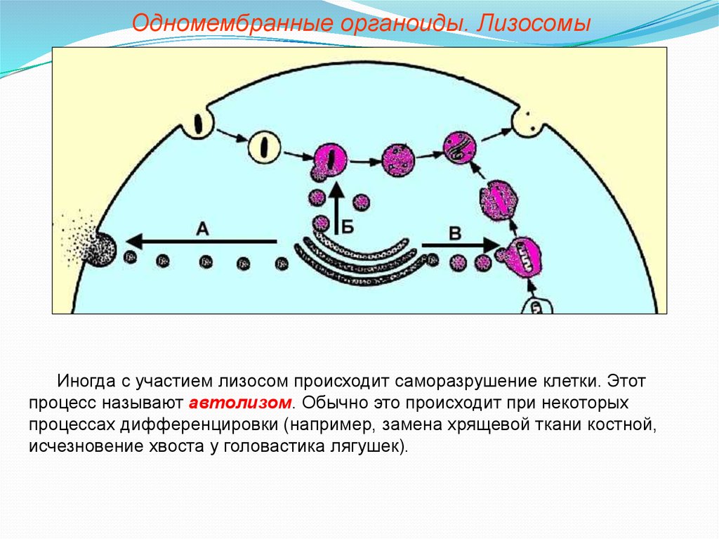 В образовании лизосом клетки участвуют. Автолиз клетки осуществляется. Процесс саморазрушения клетки. Лизосомы одномембранные или. Какие процессы происходят в лизосомах.