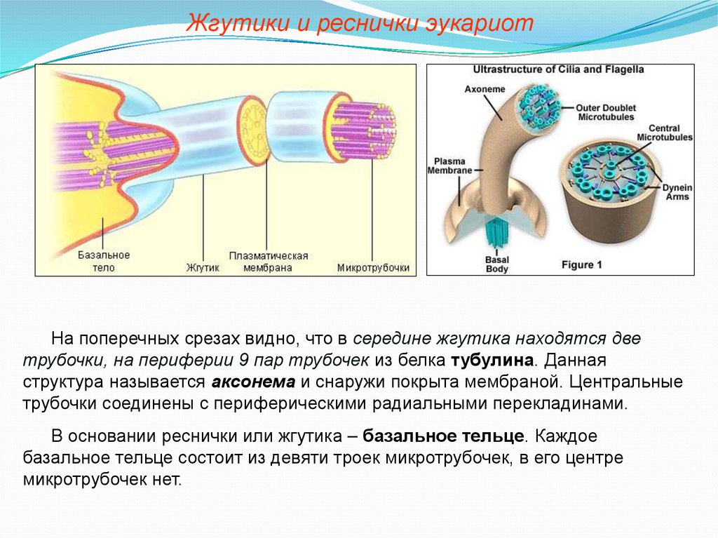 Образуют реснички и жгутики. Реснички и жгутики микротр. Аксонема жгутика. Строение жгутика сперматозоида. Аксонема реснички.