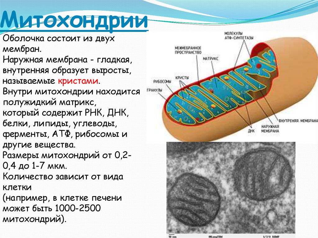 В каких клетках содержится митохондрия. Строение матрикса митохондрий. Строение Крист митохондрий. Мембранная структура внутри клетки митохондрии. Строение митохондрии роль мембраны.