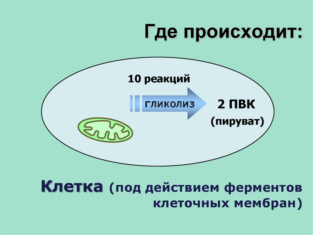 Энергетический обмен пвк. 2пвк биология. Где происходит гликолиз. Клетка (под действием ферментов клеточных мембран). Где происходиттглтколиз.