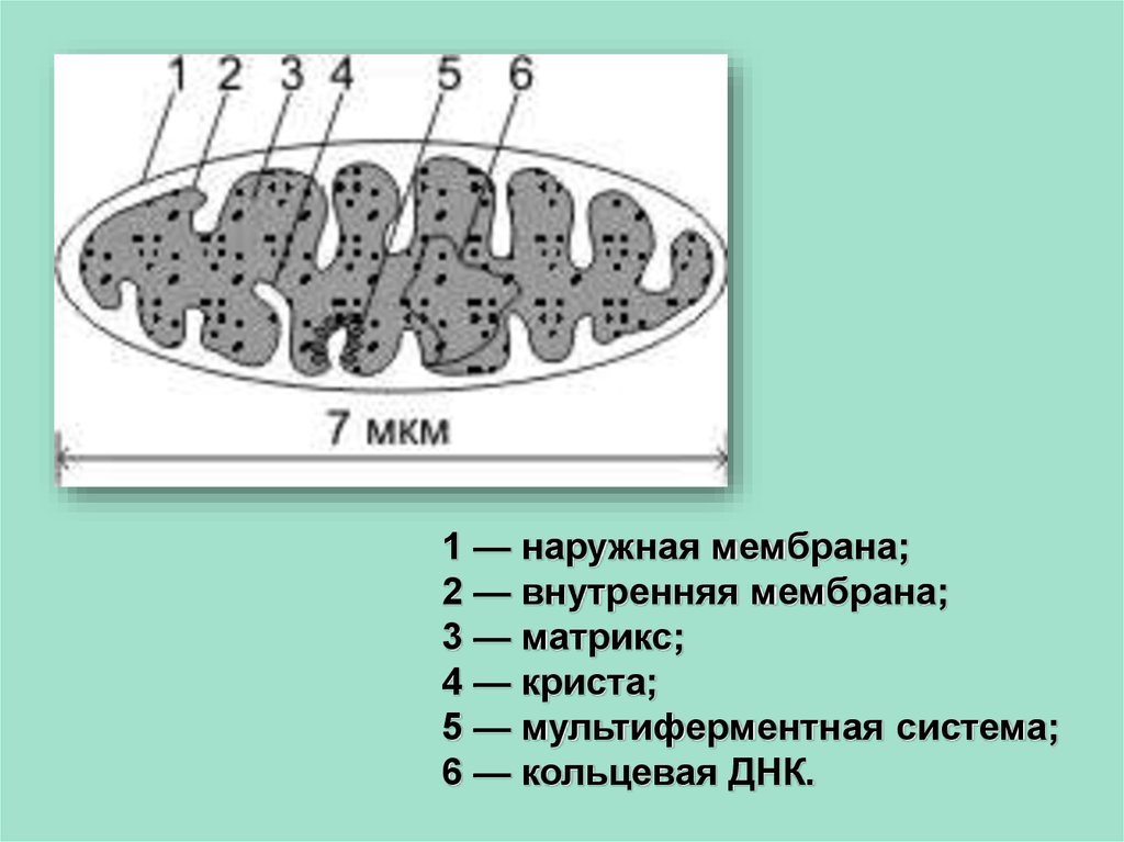 Наружная мембрана. Внутренняя мембрана Кольцевая ДНК Матрикс 70с рибосомы Кристы. Наружная мембрана внутренняя мембрана Матрикс Кольцевая ДНК. Внутренняя и внешняя мембрана.