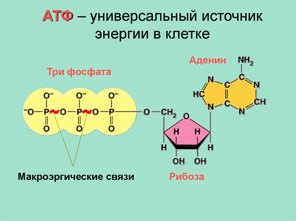 Получение атф. Макроэргические связи в молекуле АТФ. Схема строения АТФ макроэргические связи. Строение АТФ типы химических связей.