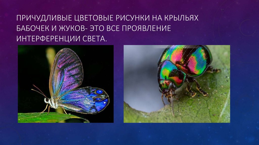 Проявление интерференции света. Интерференция света. Интерференция на крыльях насекомых. Интерференция Крылья бабочки. Интерференционная окраска насекомых.