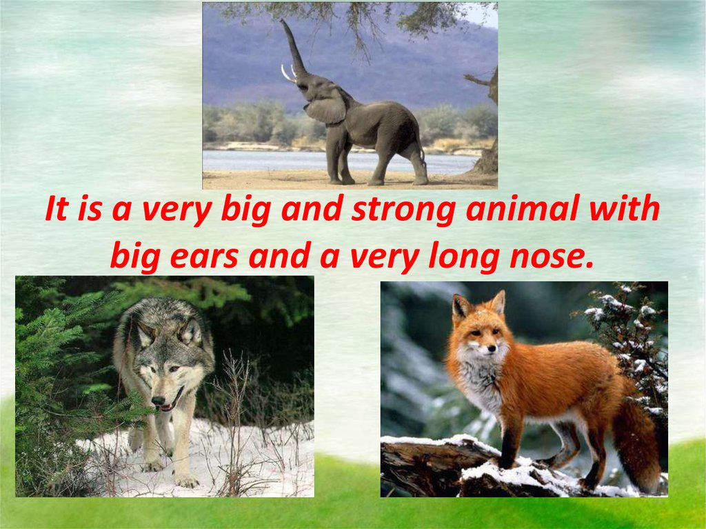 It is a very big and strong animal with big ears and a very long nose.