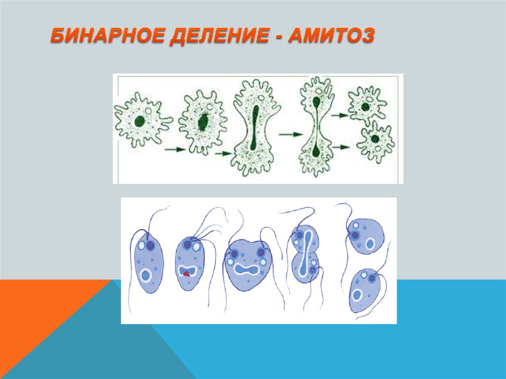 Схема бинарного деления