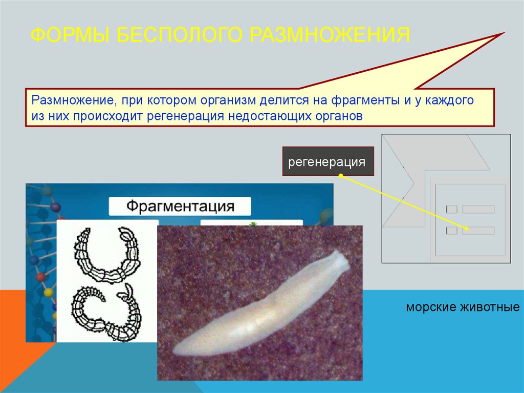 Как происходит размножение людей