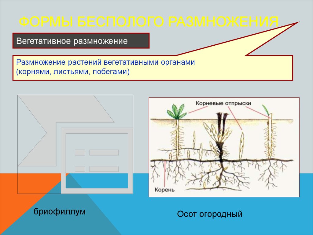 Типы бесполого размножения растений