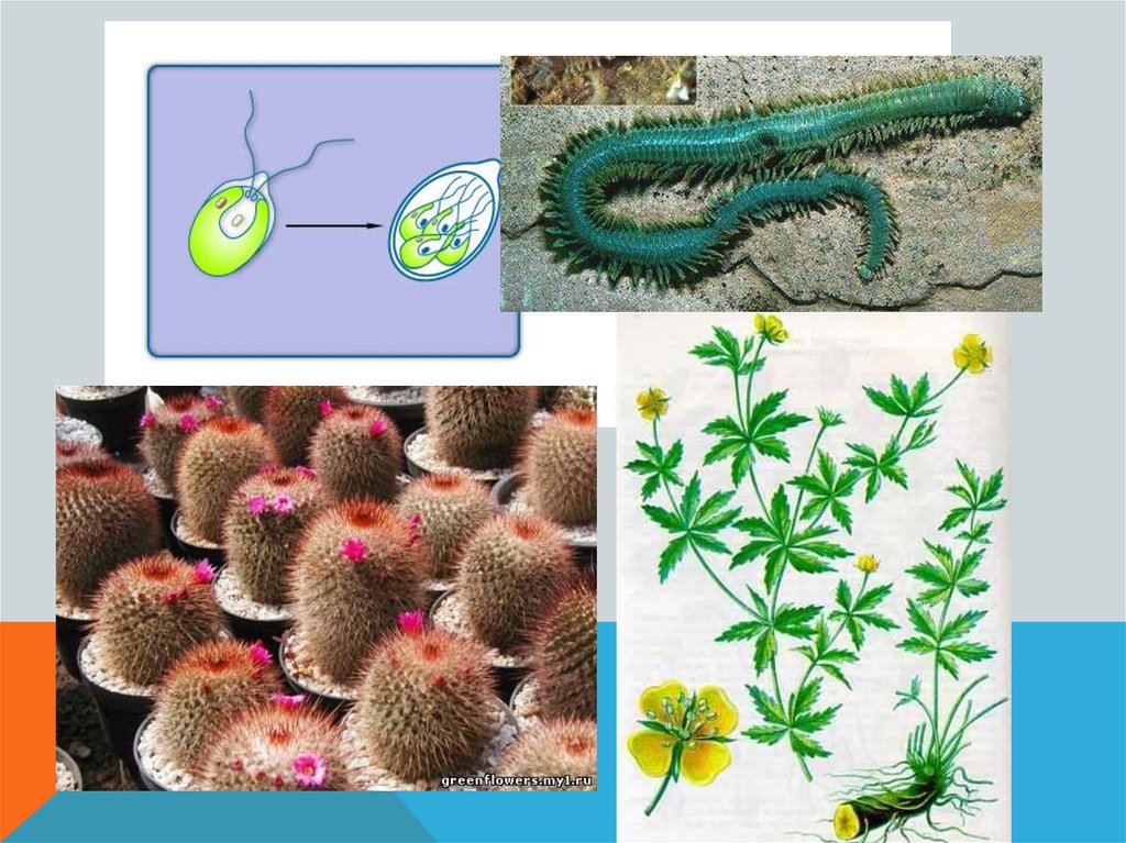 Бесполые организмы. Размножение 9 класс биология. Бесполое размножение презентация 9 класс биология. Размножение фото биология. Reproduction of Organisms photo.