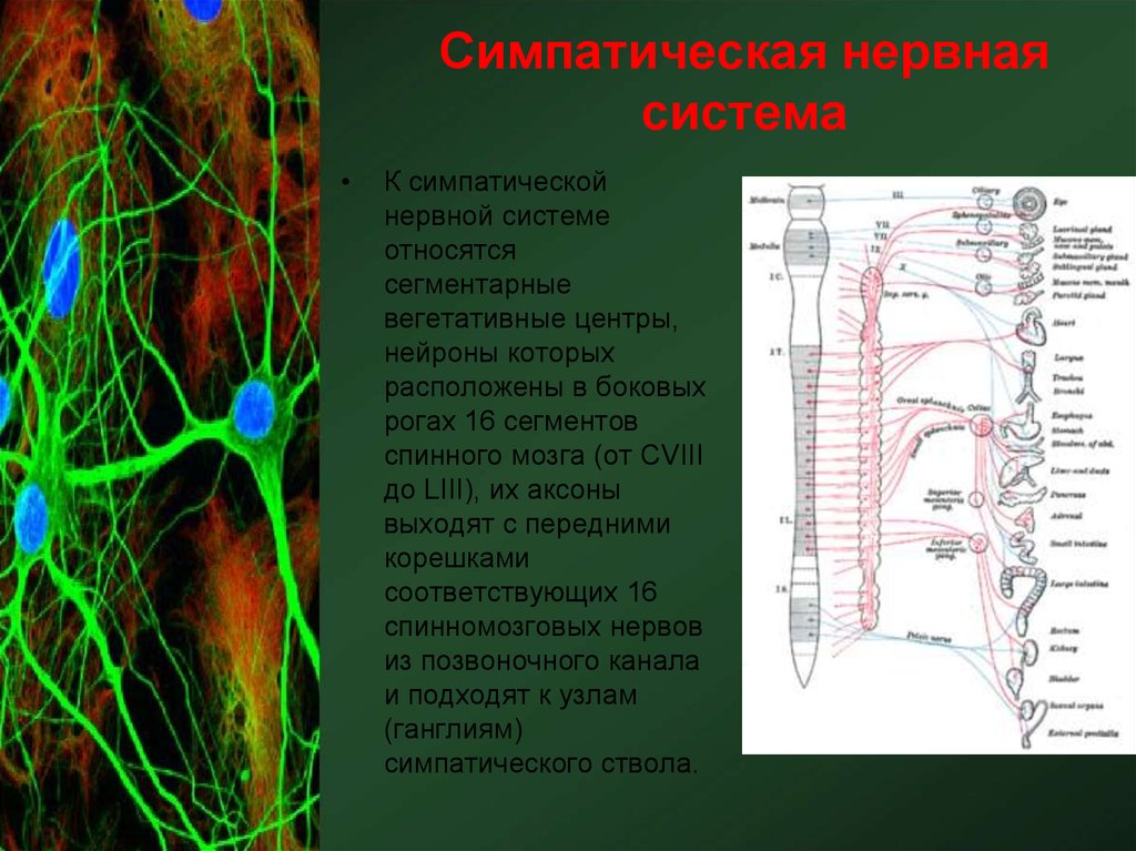 Где расположены вегетативные симпатические нейроны. Нейроны симпатической системы. Центры вегетативной нервной системы симпатическая нервная система. Сегментарный аппарат вегетативной нервной системы. Симпатические центры спинного мозга ядра.