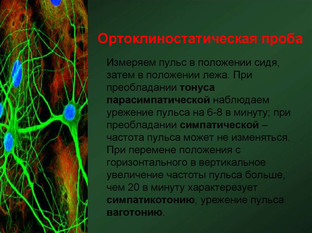Периферическая нервная система ядра