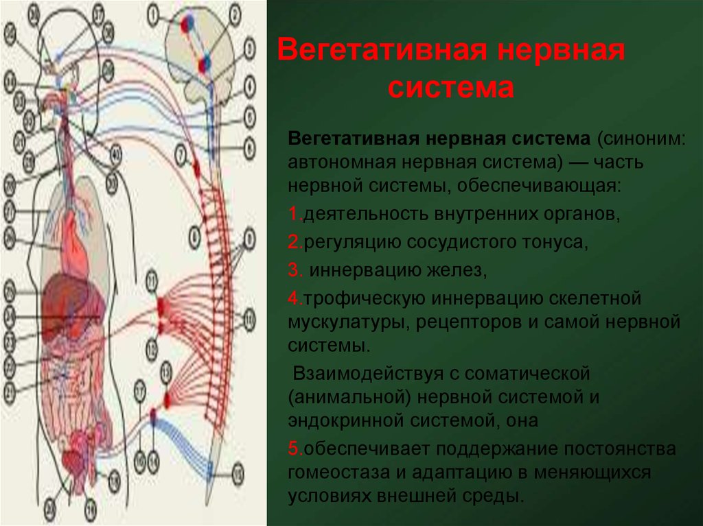 Как нервная система регулирует органы. Вегетативная нервная система. Вегетативная автономная нервная система. Вегетативная нервная сист. Строение вегетативной нервной системы.