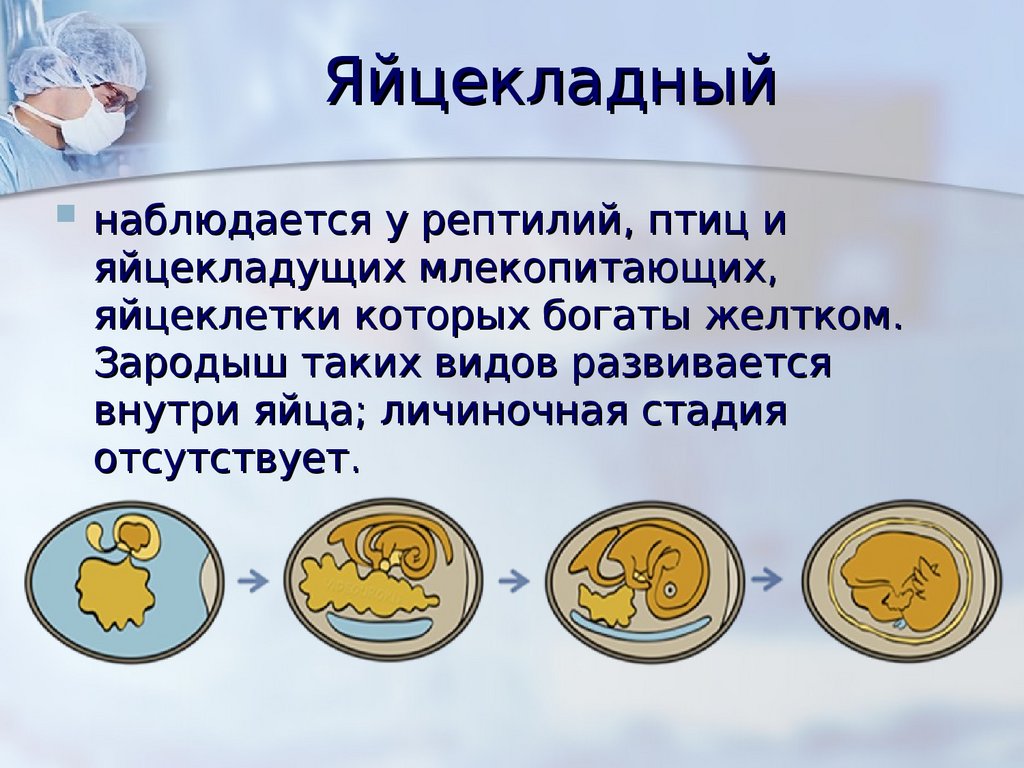 Индивидуальное развитие организмов онтогенез 10 класс. Яйцекладный онтогенез. Яйцекладный Тип онтогенеза. Яйцекладный онтогенез схема. Типы онтогенеза личиночный яйцекладный внутриутробный.