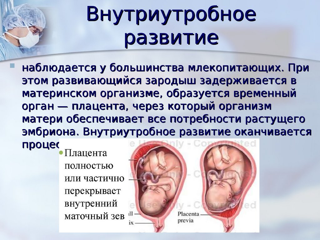 Развитие после рождения биология 8 класс. Внутриутробное развитие. Этапы внутриутробного развития. Внутриутробное развитие схема. Внутриутробный период развития ребенка.