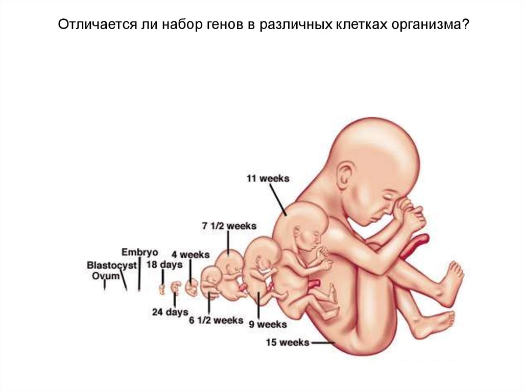 Развитие плода по неделям. Размеры зародыша человека по неделям. Размер ребенка по неделям. Размер плода по неделям фото. Рост эмбриона по неделям.