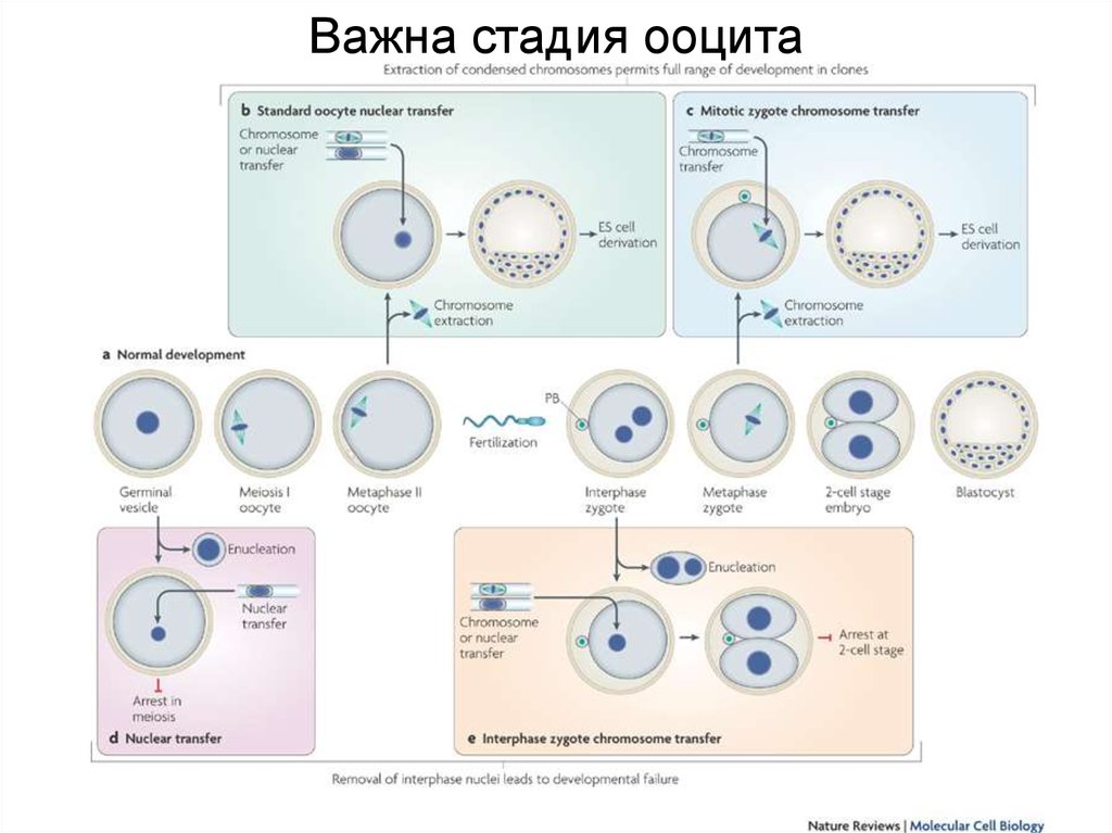 Размер соматической клетки. Введение ядра в соматическую клетку. Выделение ядра соматической клетки. Клонирование переносом ядра из соматической клетки в половую. Статья про соматические клетки в молоке фото и картинки.