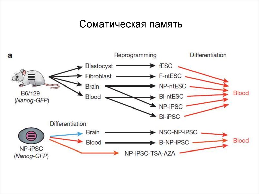 Получение me. Соматическая память. Соматический статус.