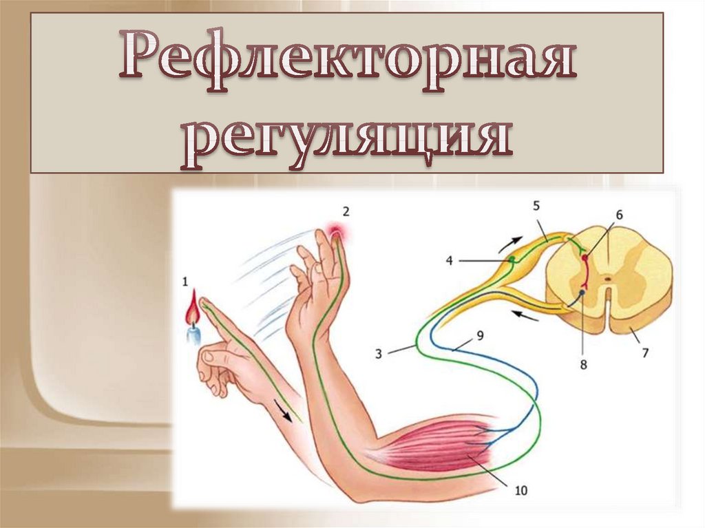 Презентация на тему рефлексы