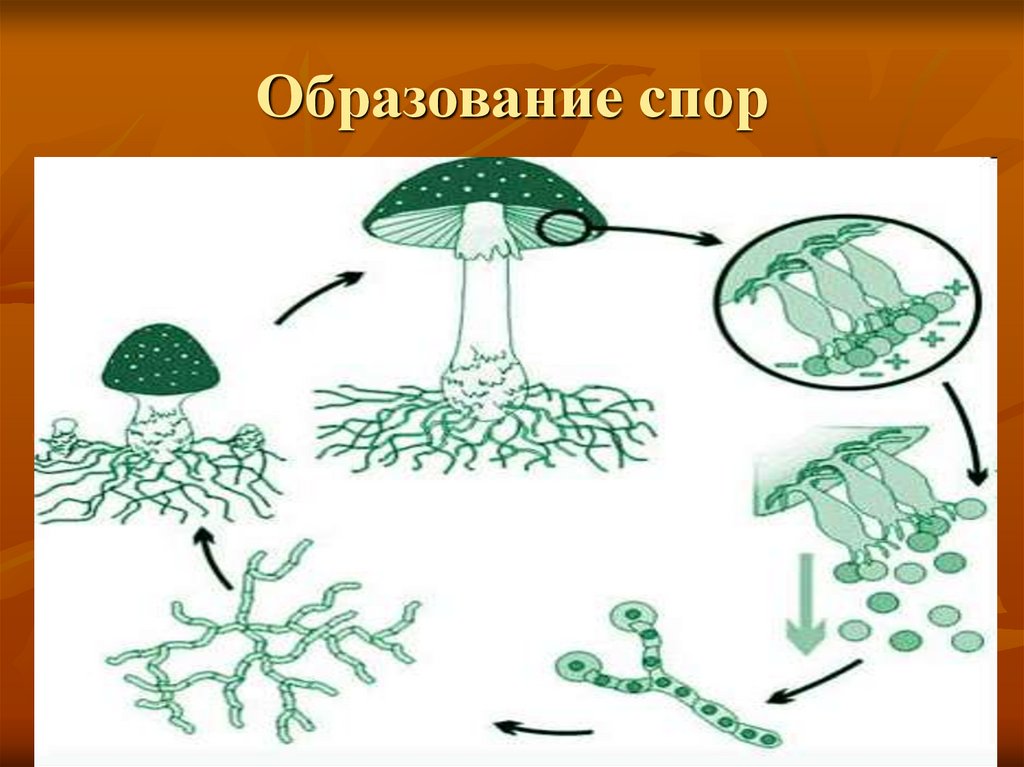 Вместилище бесполых спор грибов. Размножение шляпочных грибов. Схема спорообразования у бактерий. Споры грибов образуются. Где образуются споры у грибов.