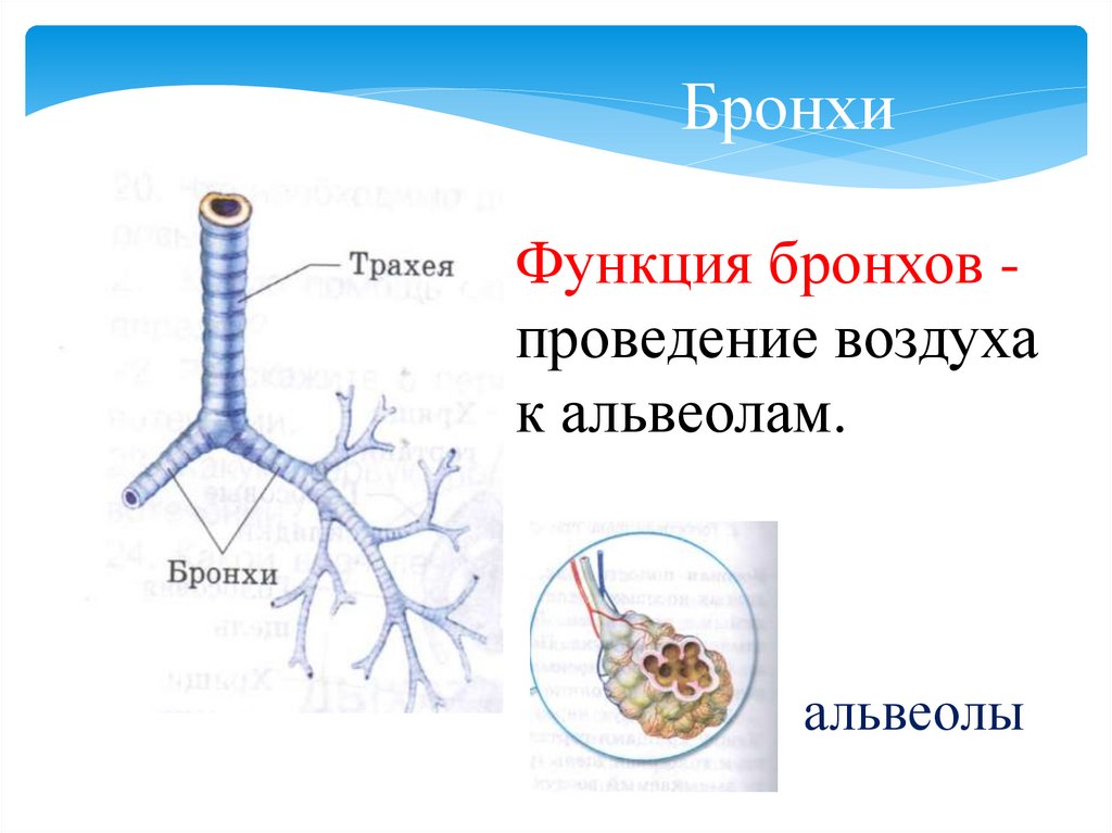 Проведение воздуха в бронхи