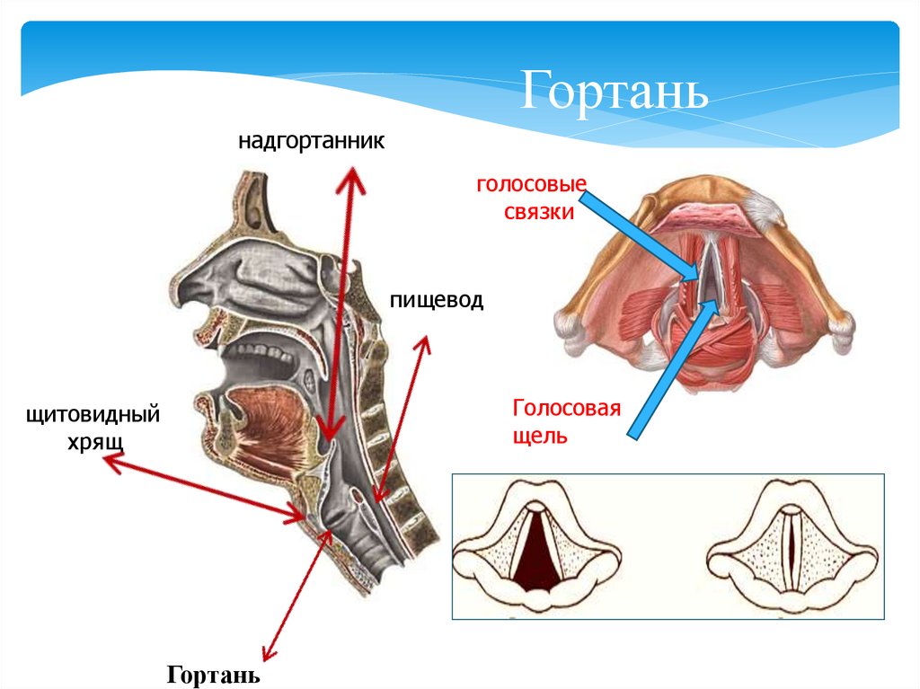 Хриплые голосовые связки. Надгортанник и голосовые связки. Голосовые связки и голосовая щель.