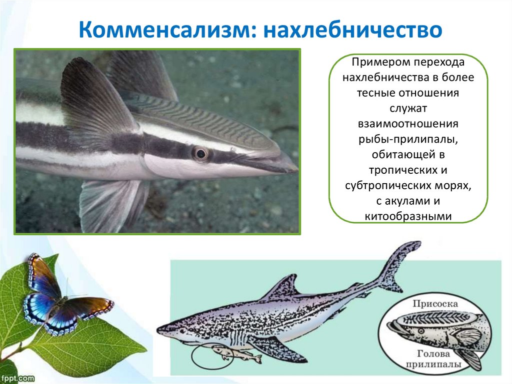Приведите 2 3 примера переходных. Комменсализм нахлебничество. Биотические связи нахлебничество. Типы взаимодействия видов нахлебничество. Рыбы прилипалы.