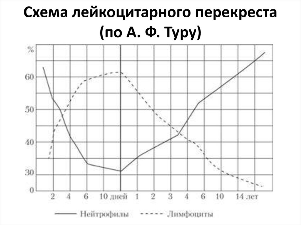 Схема физиологического перекреста лейкоцитарной формулы у детей